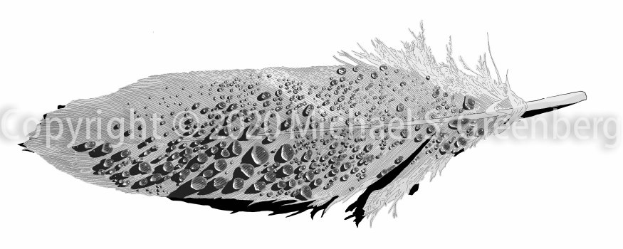 feather with rain droplets feather with rain droplets
